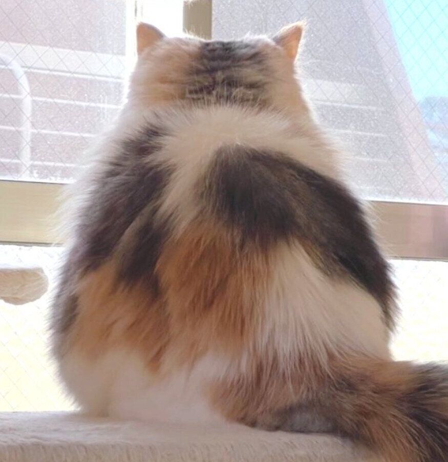 卵のような形をしたマンチカンの後ろ姿