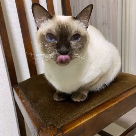 舌を出すトンキニーズ