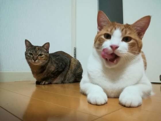 食後の猫