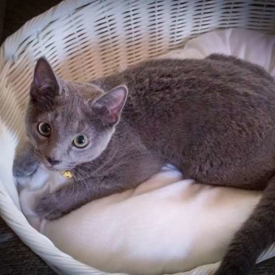 ロシアンブルー・のえるくん