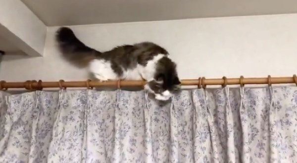 カーテンレールから降りれなくなる猫
