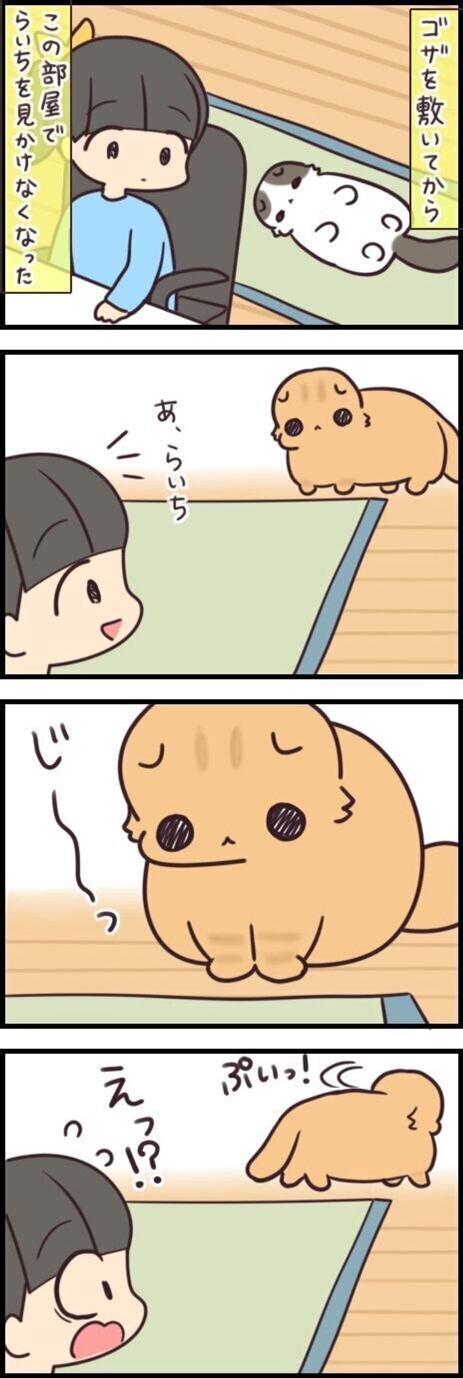 片方が気に入れば 片方はそうでもない 猫の好みバランスは難しい 連載 もふもふスコたん 1 ねこのきもちweb Magazine 片方が気に入れば 片方はそうでもない 猫の好みバランスは難しい 連載 もふもふスコたん 1 ねこのきもちweb Magazine