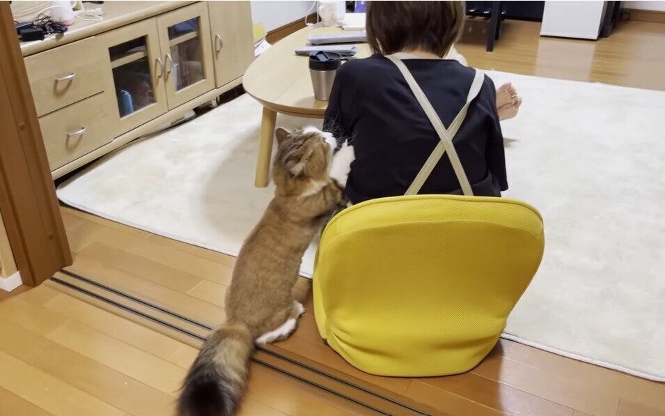 ごはんが欲しい猫