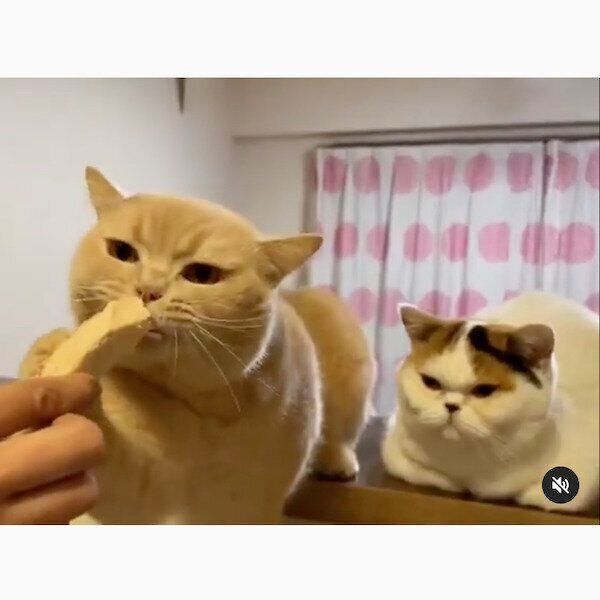 力ずくでササミを手に入れようとするぽてとくんと、じっと見つめるあんみつちゃん