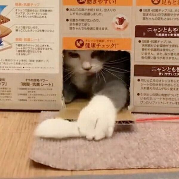 段ボールで遊ぶどらみちゃん
