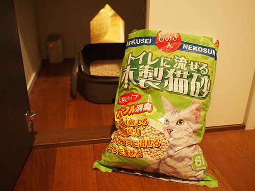 マンチカンぷーちゃん