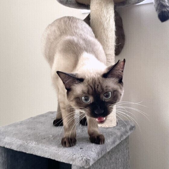 ニャーニャー鳴くシャム猫