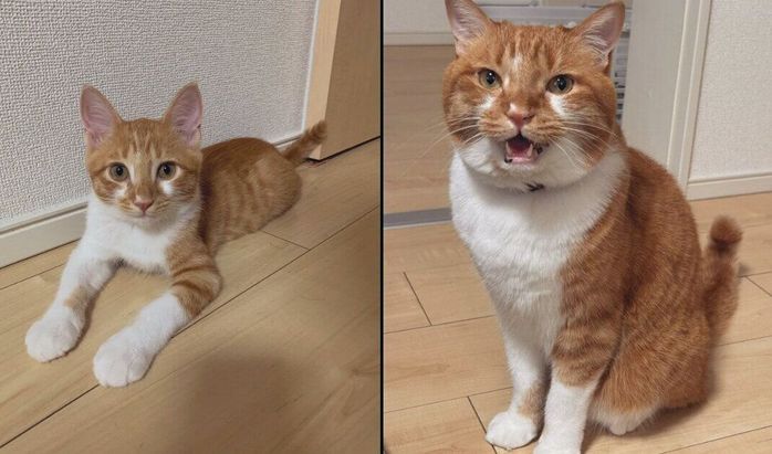 ごま太郎くんの成長ビフォーアフター