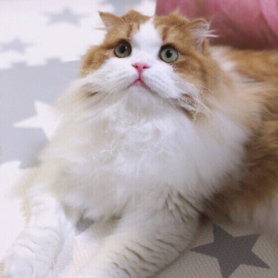 スコティッシュフォールドのさくらちゃん