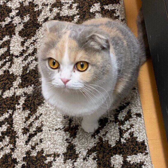 マンチカンのタマ子ちゃん