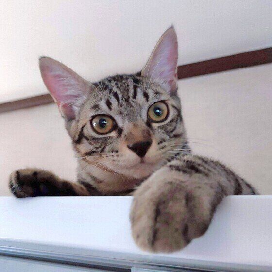 キジトラ柄の北斗君