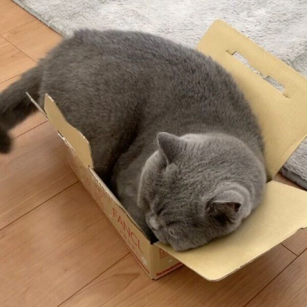 小さな段ボール箱に体をすっぽりと収めるあおくん