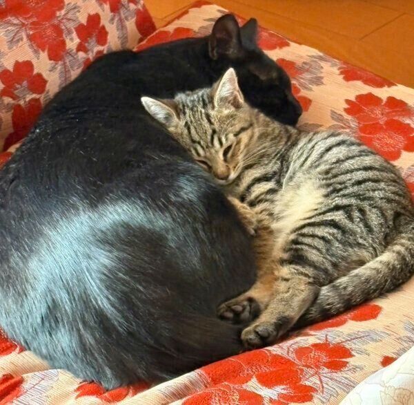 サラミくんにくっつくラムちゃん