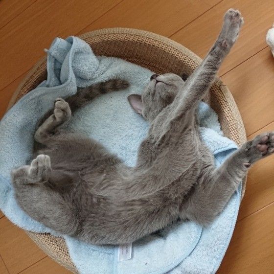 ヘソ天するロシアンブルー