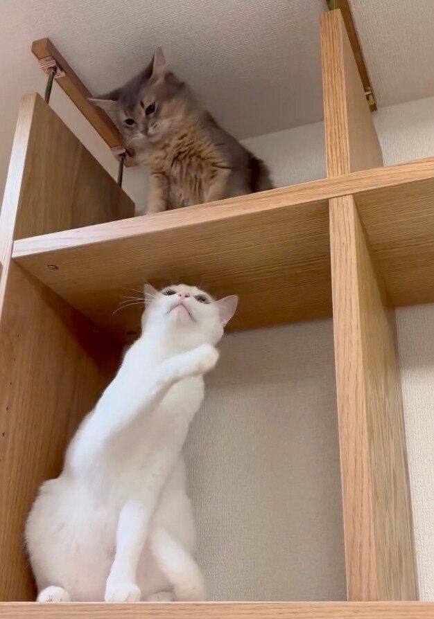 楽しそうに遊ぶ猫たち