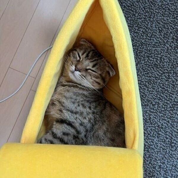 バナナで寝ているまつたけちゃん