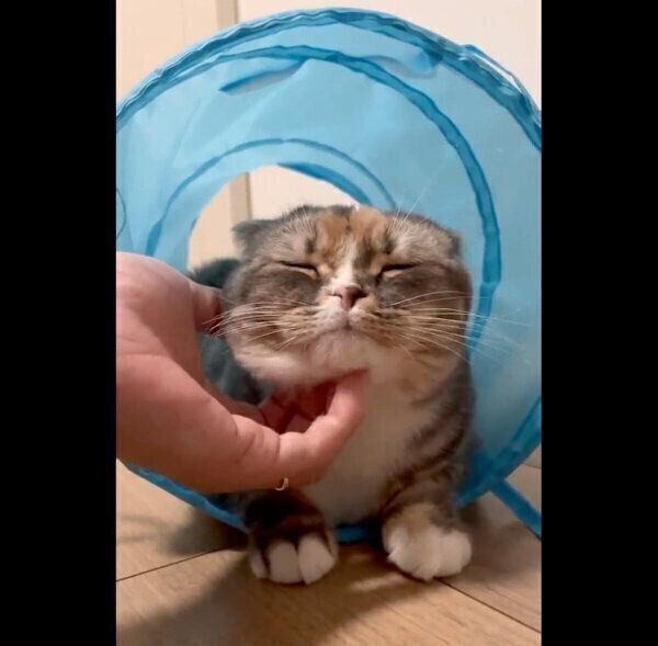 あごをナデナデしてもらうほたてちゃん