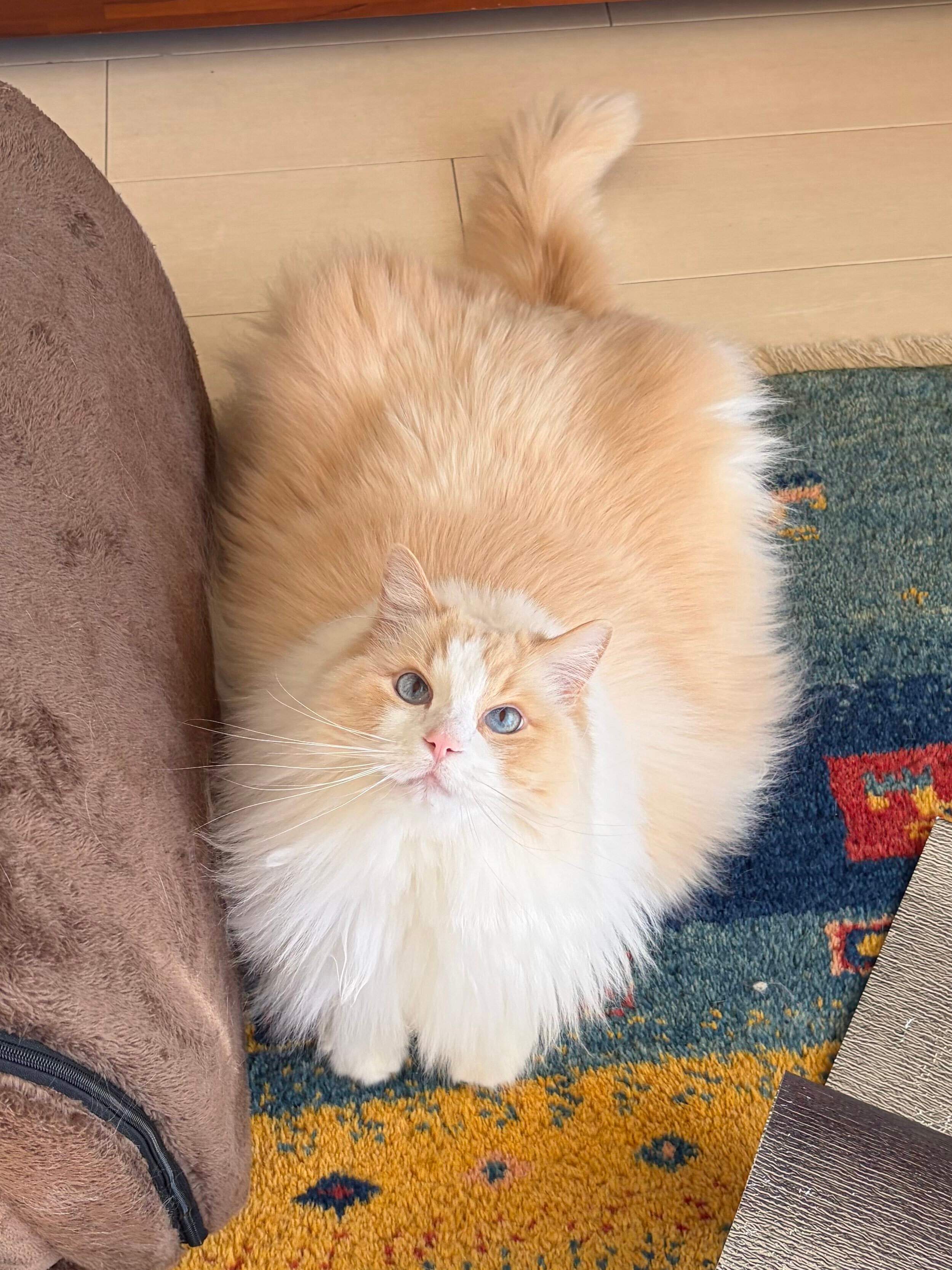 飼い主を見上げるラグドール