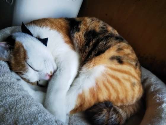 眠るミケ猫
