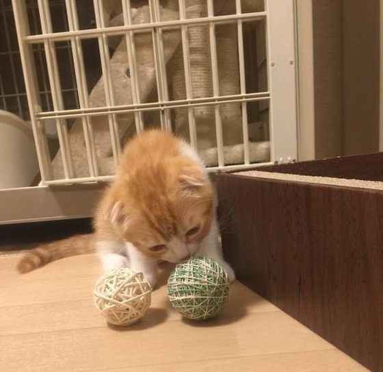 遊ぶスコティッシュフォールド