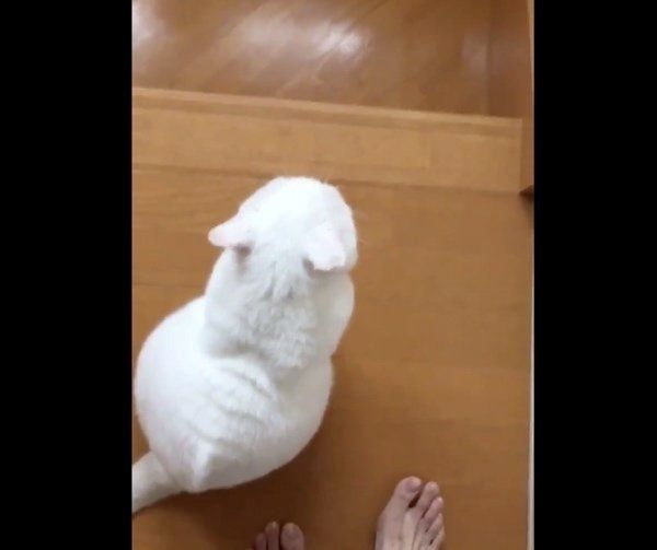 猫のしーちゃん