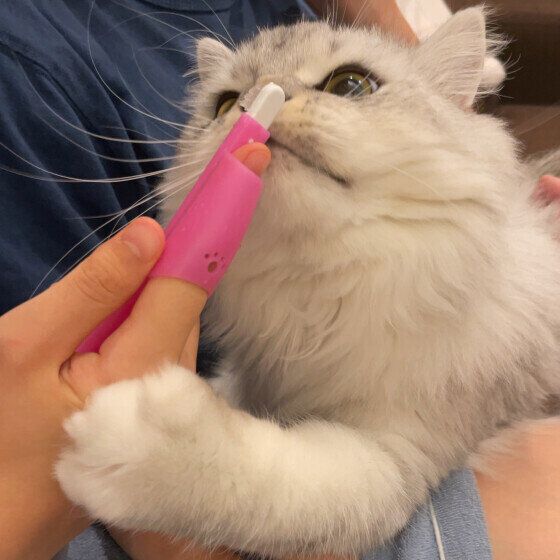歯磨きをするミヌエット