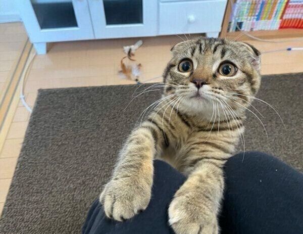 見つめるまつたけちゃん