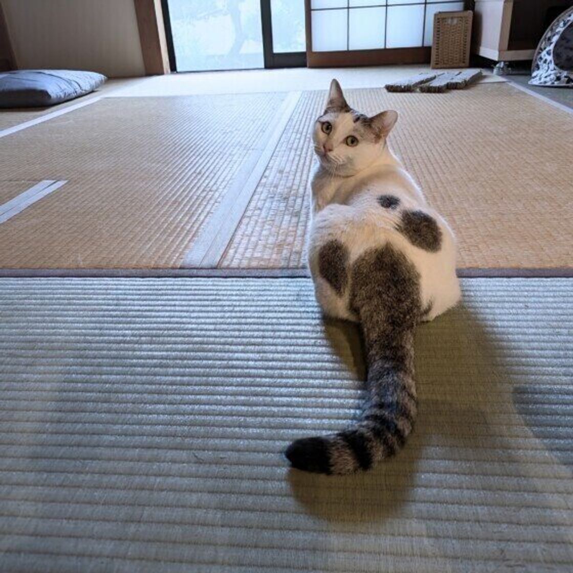 猫 しっぽ で 叩く
