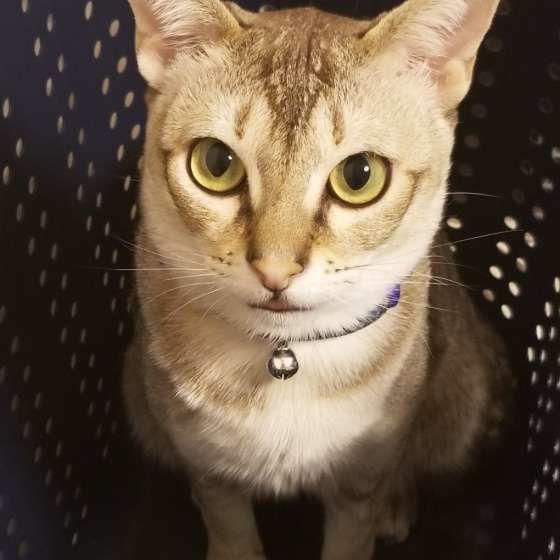 見つめるシンガプーラ