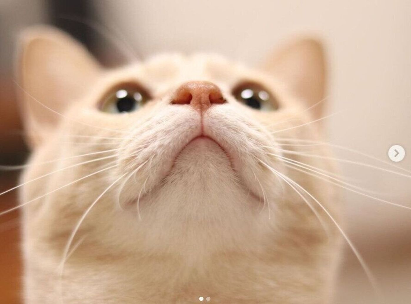 猫のぷっくりした口元 W なんて呼んでいる ねこのきもちweb Magazine 猫のぷっくりした口元 W なんて呼んでいる ねこのきもちweb Magazine