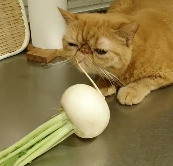 カブを見るエキゾチックショートヘア