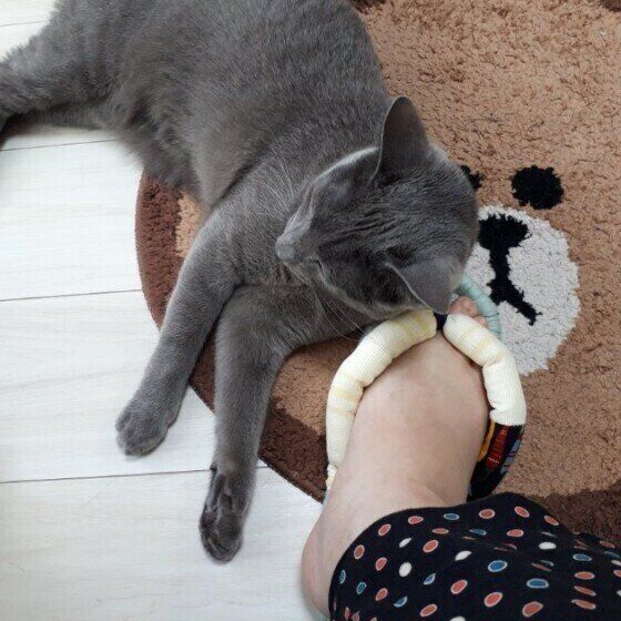 ロシアンブルーのまろちゃん