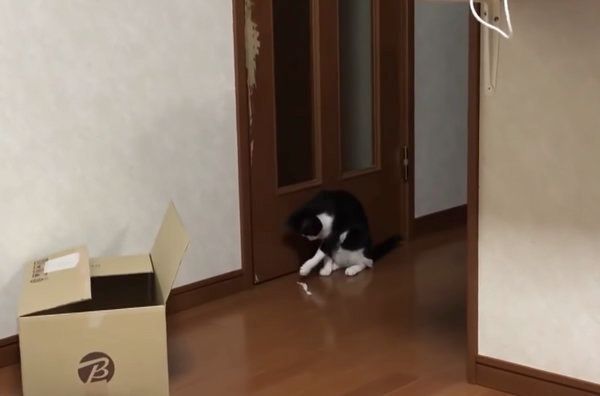 ドアの前で遊ぶ猫