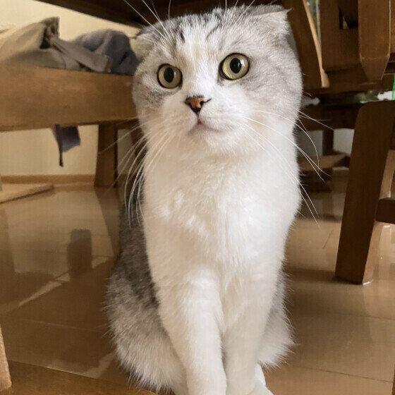 スコティッシュフォールドのわさびくん