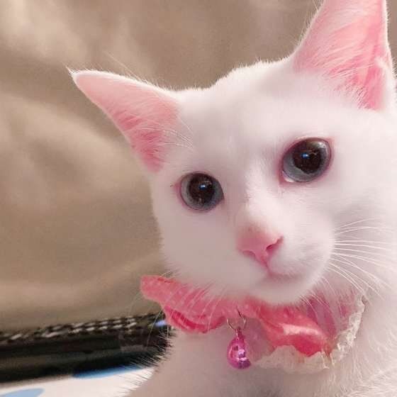 もねちゃん（MIX　白）