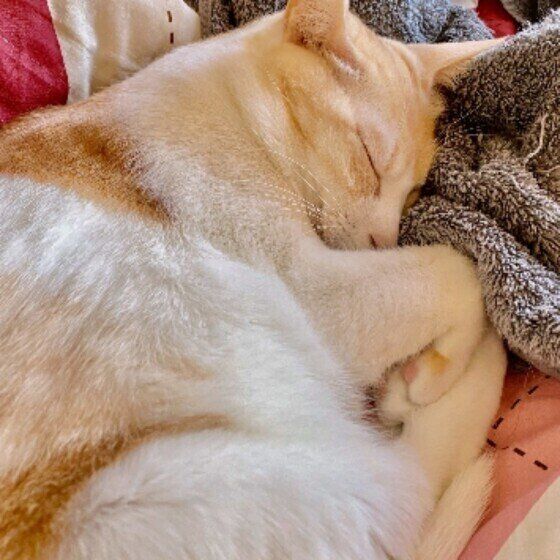 気持ちよさそうに眠る茶白猫