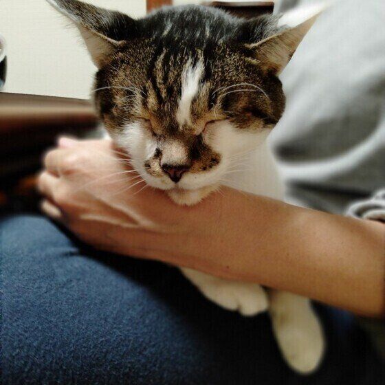 膝の上で眠るキジトラちゅっぱ