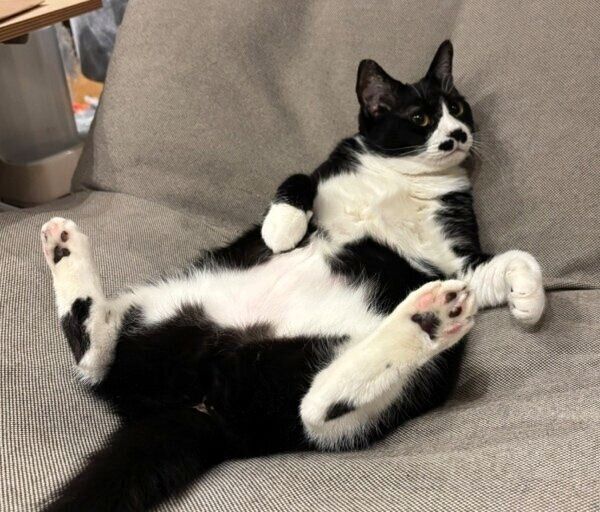 ソファに堂々と座るまるもちゃん