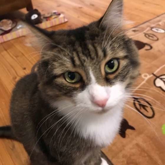 カメラ目線のノルウェージアンフォレストキャット