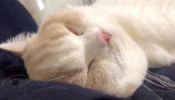 大きなイビキをかくてんぷらちゃん