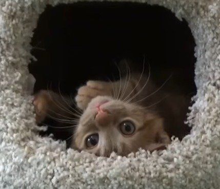 見つめるレイくん