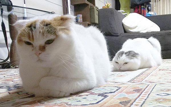 眠るスコティッシュフォールド