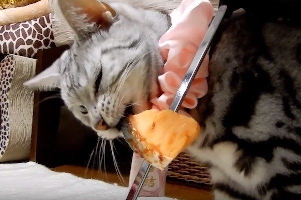 偽物の鮭に翻弄される猫