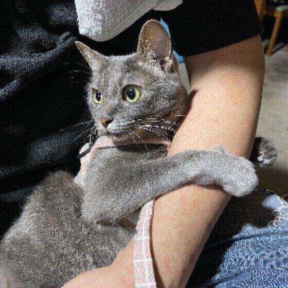 飼い主さんの腕にしがみつく猫