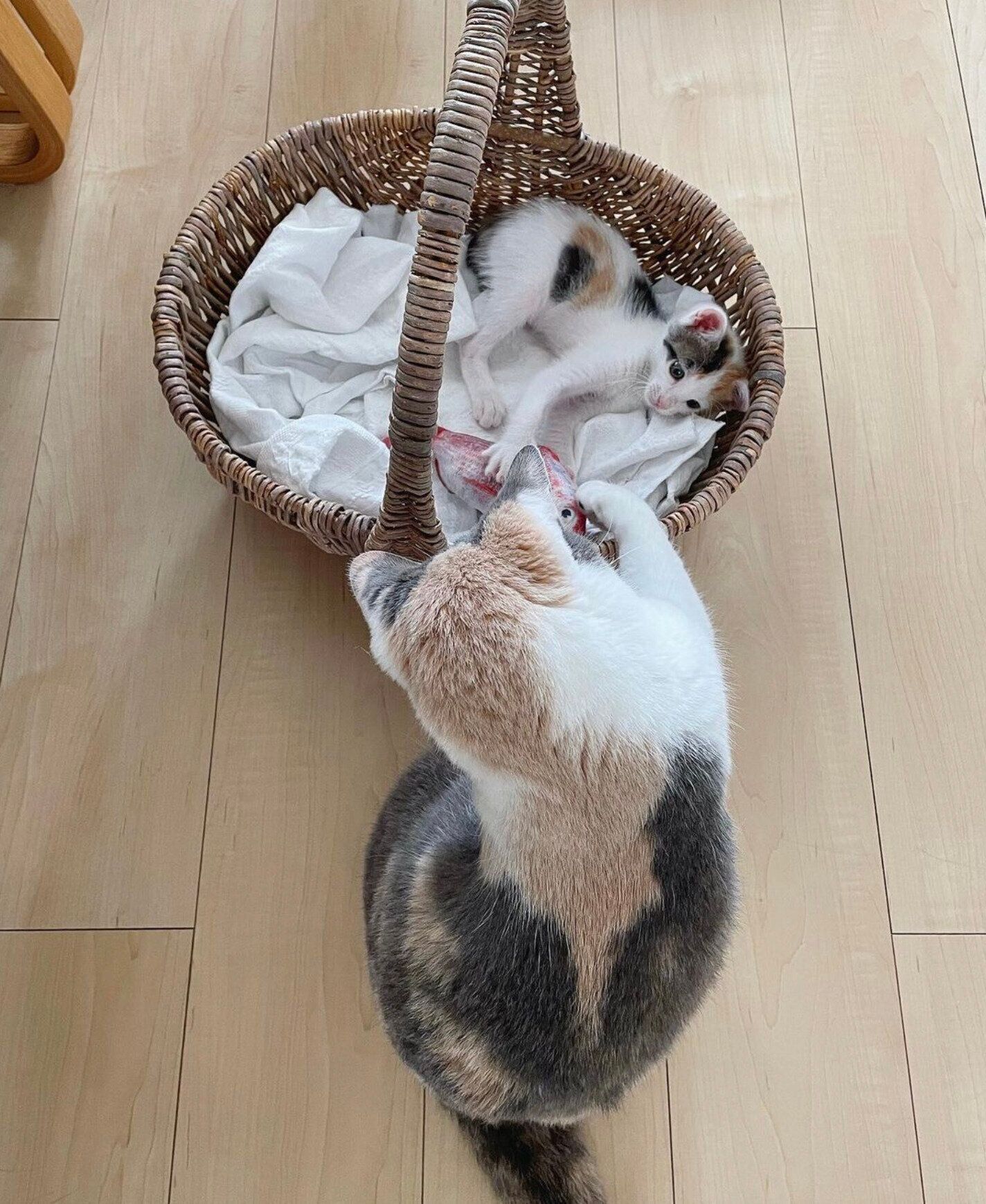 みづきちゃんと遊んであげるすみれちゃん