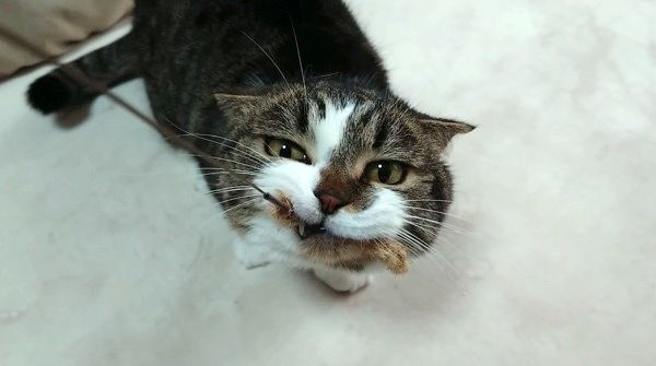 猫じゃらしと猫