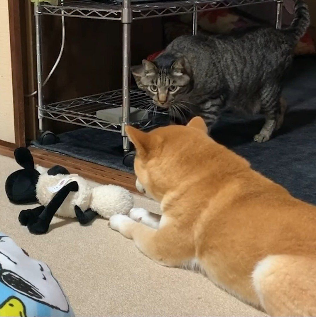 ハナちゃんの様子をうかがうクロちゃん