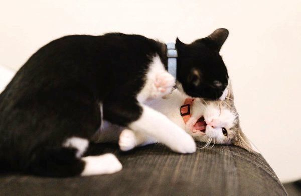 元保護猫・ナナちゃんとハチくん