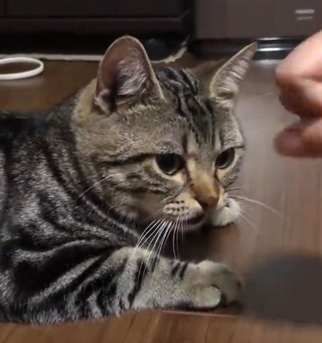 甘えん坊猫が突然のご機嫌ななめモードに 何が起こったの ねこのきもちweb Magazine 甘えん坊猫が突然のご機嫌ななめモードに 何が起こったの ねこのきもちweb Magazine