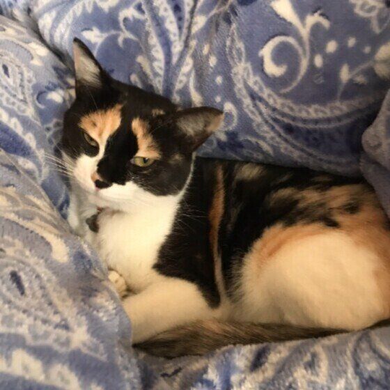 MIX　ミケ　ある  